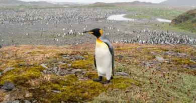 Große Pinguinkolonie