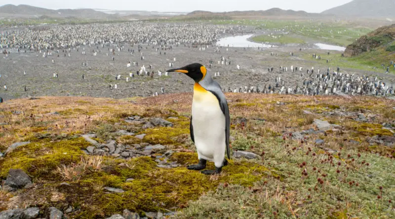 Große Pinguinkolonie