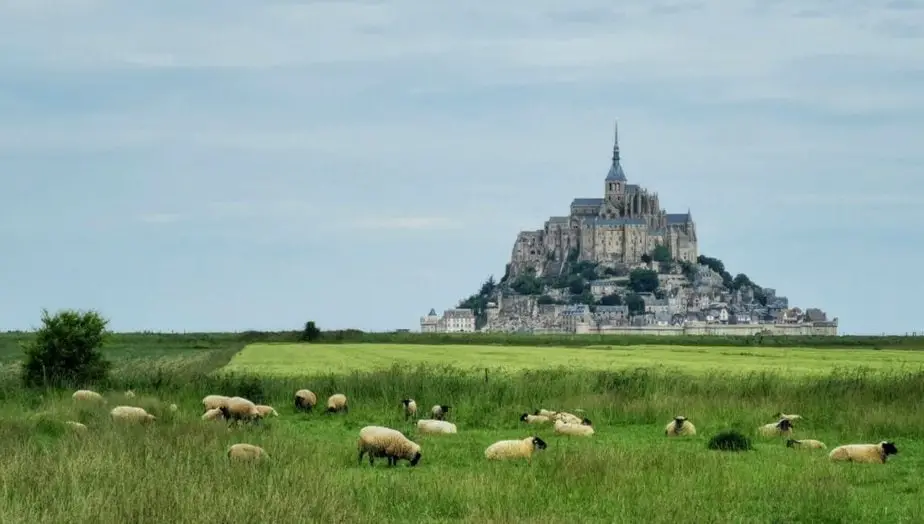 Schafe vor Mont-Saint-Michel
